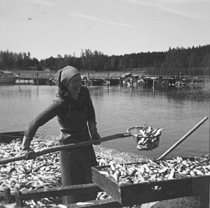 holmbergs fiskestart