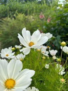 holmbergs unik festplats 7