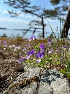 viggskar 1 kukat blommor