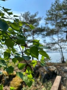 viggskar 1 lehdet lov