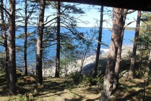 viggskar 2 puut trad